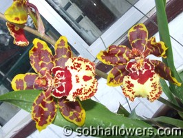 Bobcat Oncidium